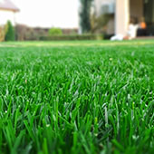 Organic Based Lawn Care