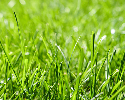 Lawn Care, Easton, PA